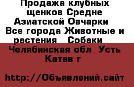 Продажа клубных щенков Средне Азиатской Овчарки - Все города Животные и растения » Собаки   . Челябинская обл.,Усть-Катав г.